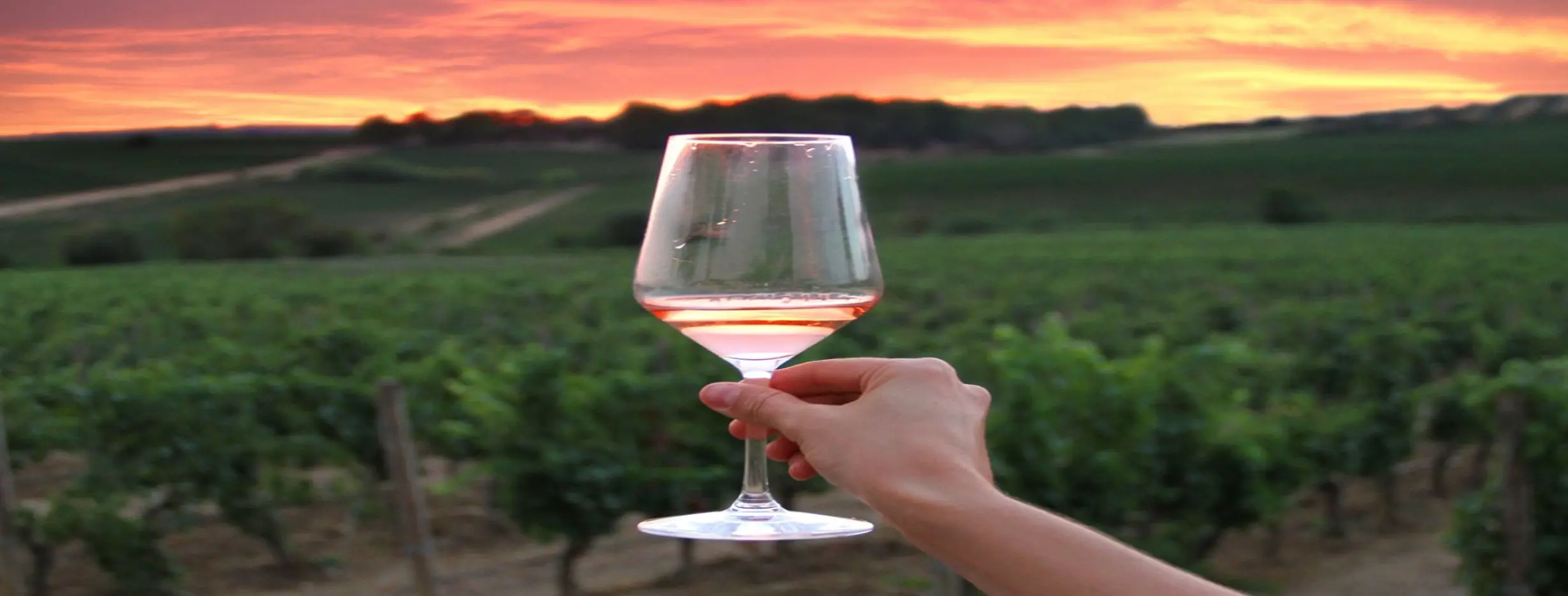 Image for Slovenian Wine Tasting